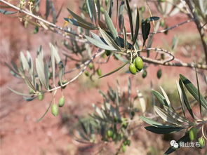 鲁春红调研甸中油橄榄产业发展